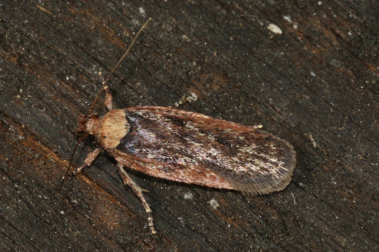 Depressaria pimpinellae: Bild 2