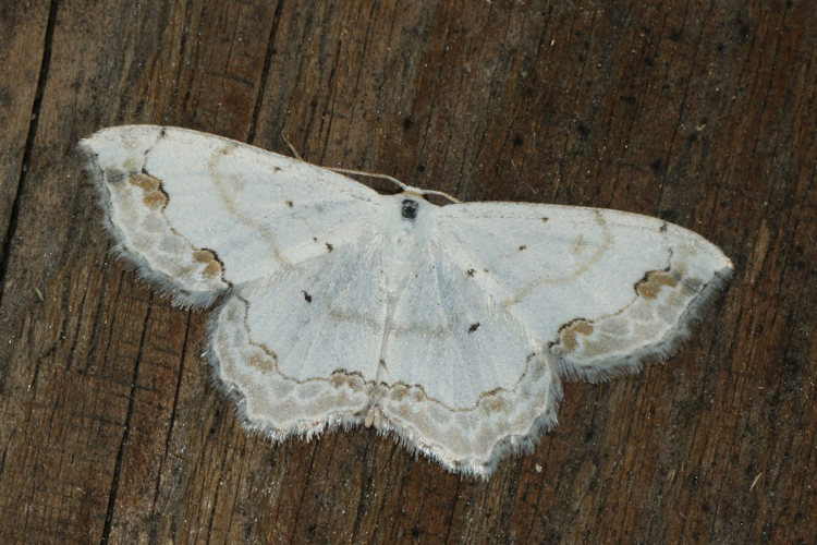 Scopula ornata: Bild 29