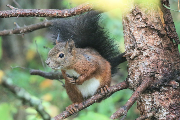 Sciurus vulgaris: Bild 1