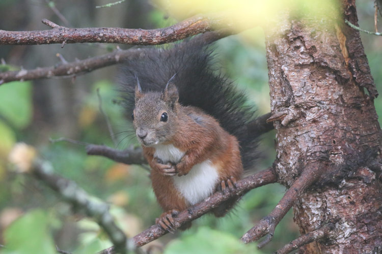 Sciurus vulgaris: Bild 2
