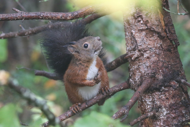 Sciurus vulgaris: Bild 3