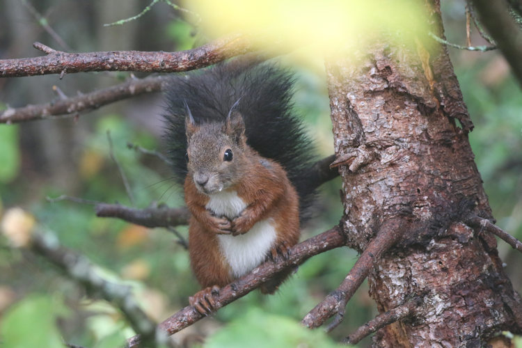Sciurus vulgaris: Bild 4