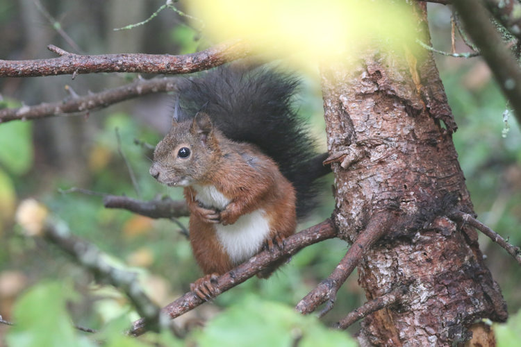 Sciurus vulgaris: Bild 5