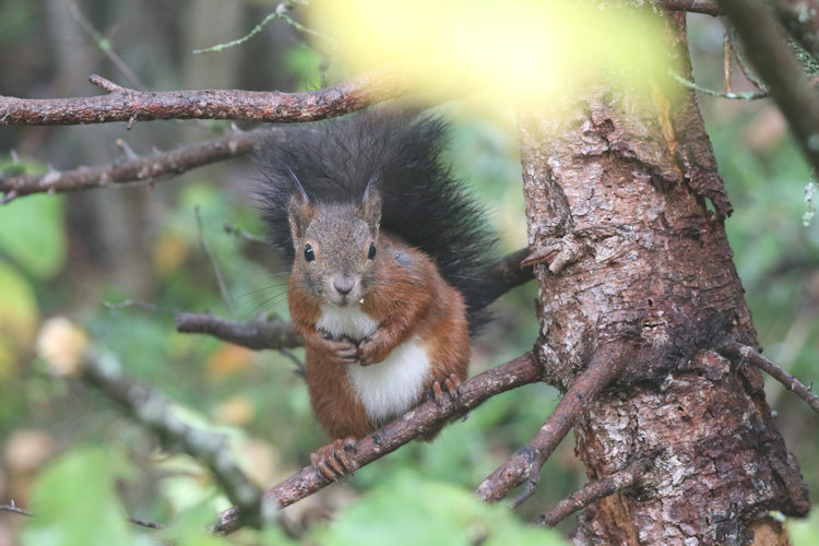 Sciurus vulgaris: Bild 6