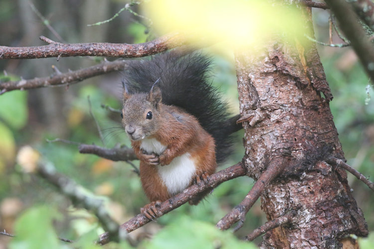 Sciurus vulgaris: Bild 7
