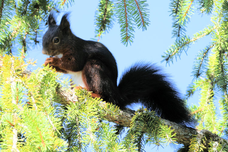 Sciurus vulgaris: Bild 8