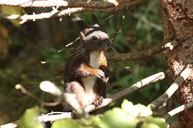 Sciurus vulgaris: Bild 9
