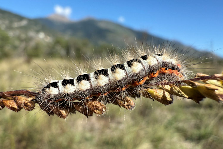 Acronicta euphorbiae: Bild 3