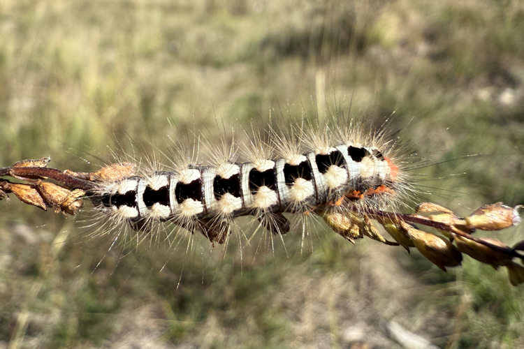 Acronicta euphorbiae: Bild 4