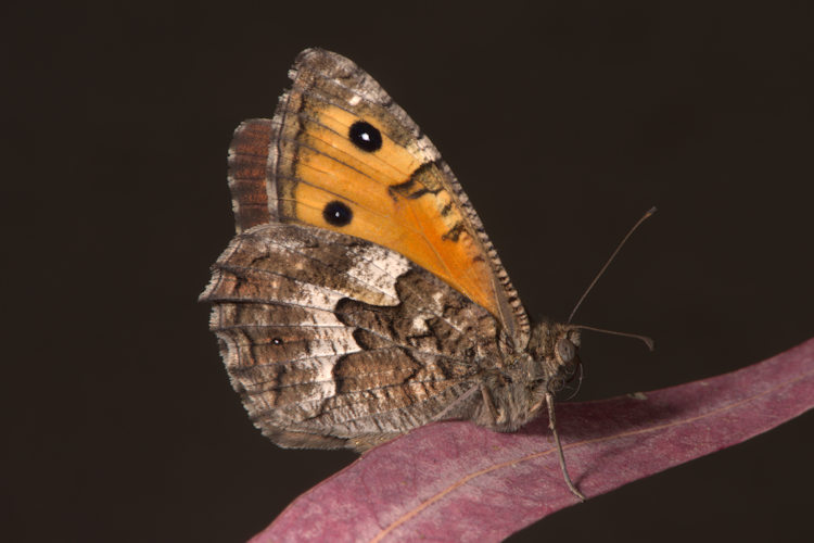 Hipparchia blachieri: Bild 4
