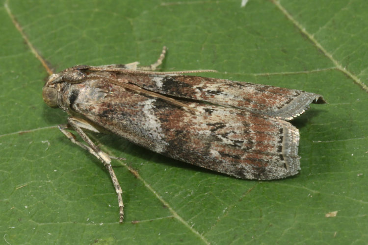 Phycita roborella: Bild 8
