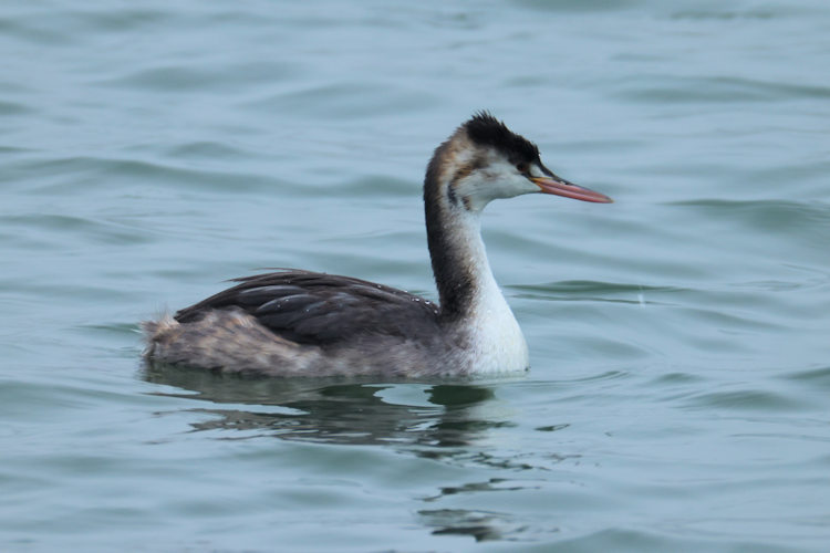 Podiceps cristatus: Bild 7