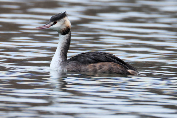 Podiceps cristatus: Bild 9