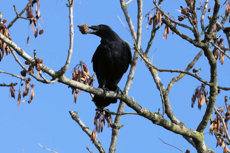 Corvus corone: Bild 8