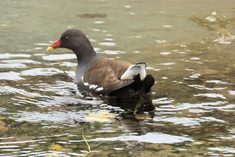 Gallinula chloropus: Bild 12