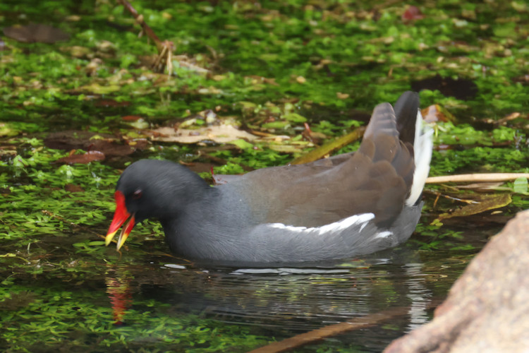 Gallinula chloropus: Bild 13