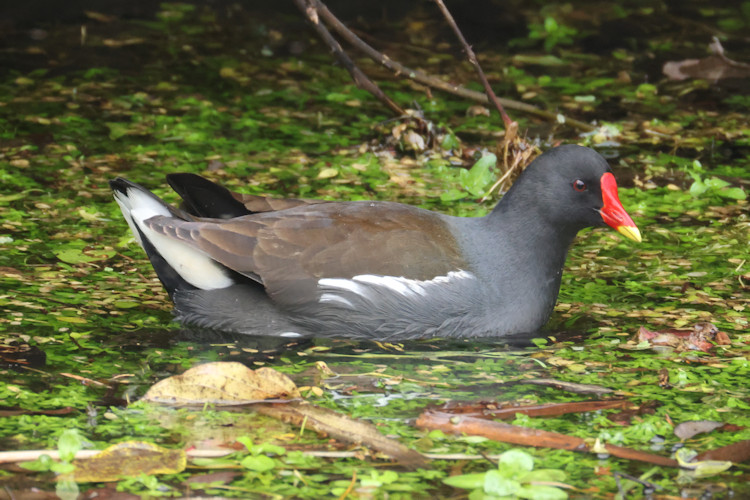 Gallinula chloropus: Bild 14