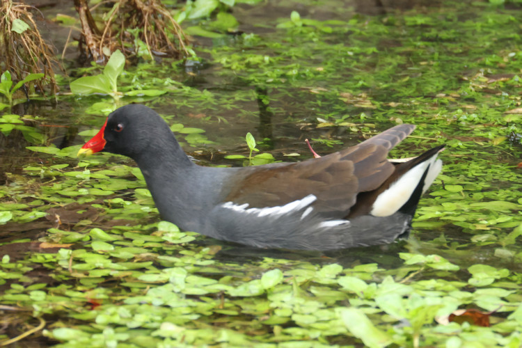Gallinula chloropus: Bild 15