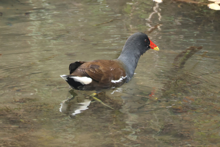 Gallinula chloropus: Bild 16