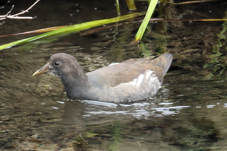 Gallinula chloropus: Bild 18