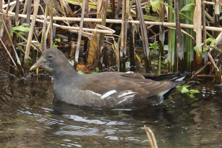 Gallinula chloropus: Bild 19