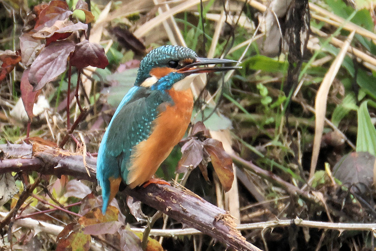 Alcedo atthis: Bild 2