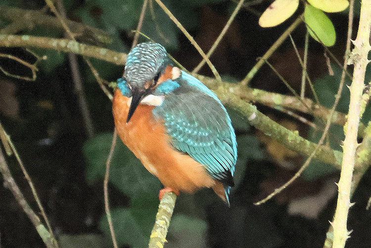 Alcedo atthis: Bild 3