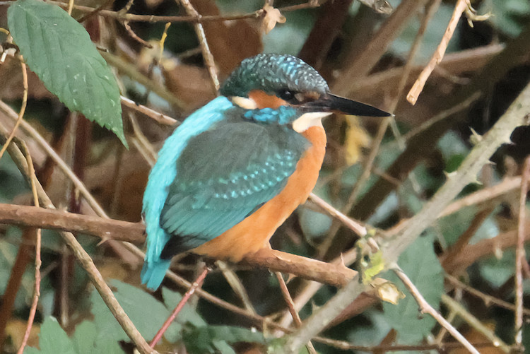 Alcedo atthis: Bild 4