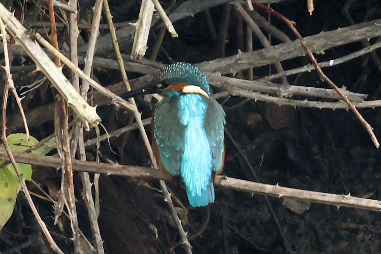 Alcedo atthis: Bild 5