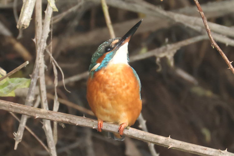 Alcedo atthis: Bild 7