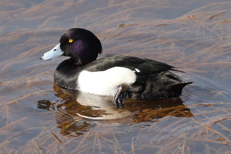 Aythya fuligula: Bild 14