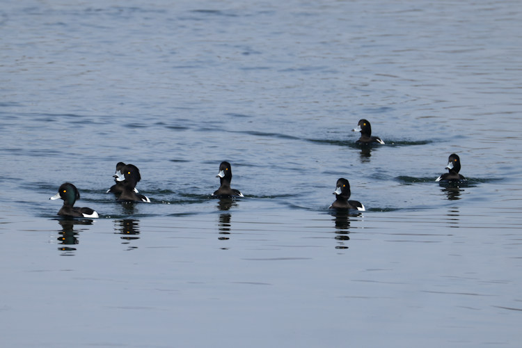 Aythya fuligula: Bild 15