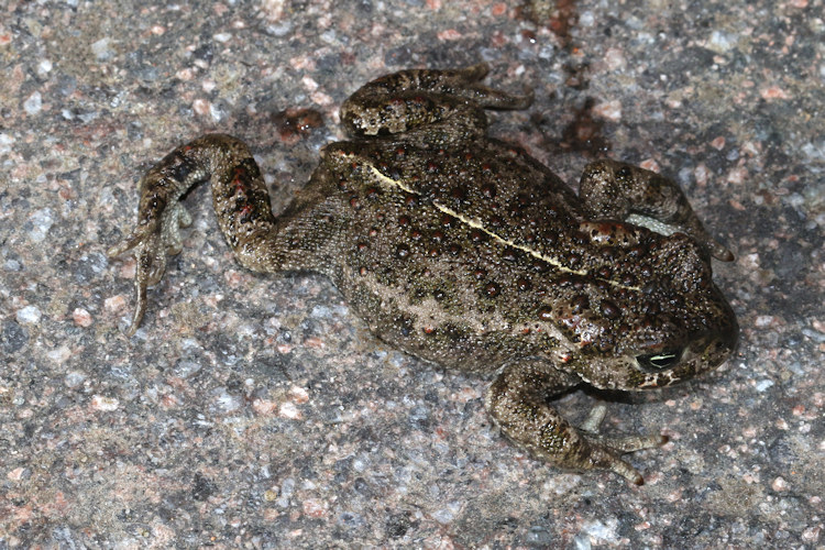Epidalea calamita: Bild 3