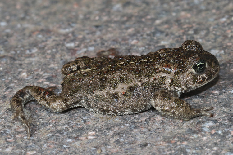 Epidalea calamita: Bild 4