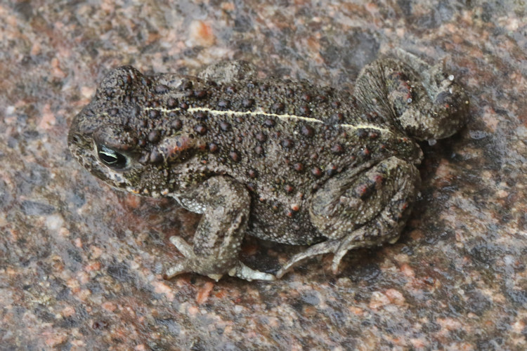 Epidalea calamita: Bild 11
