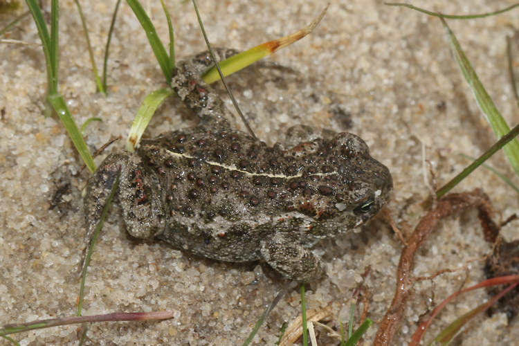 Epidalea calamita: Bild 13