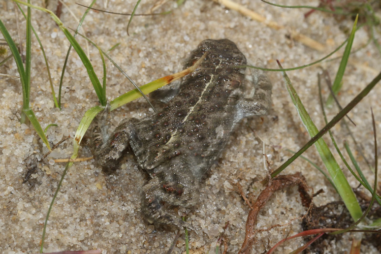 Epidalea calamita: Bild 14
