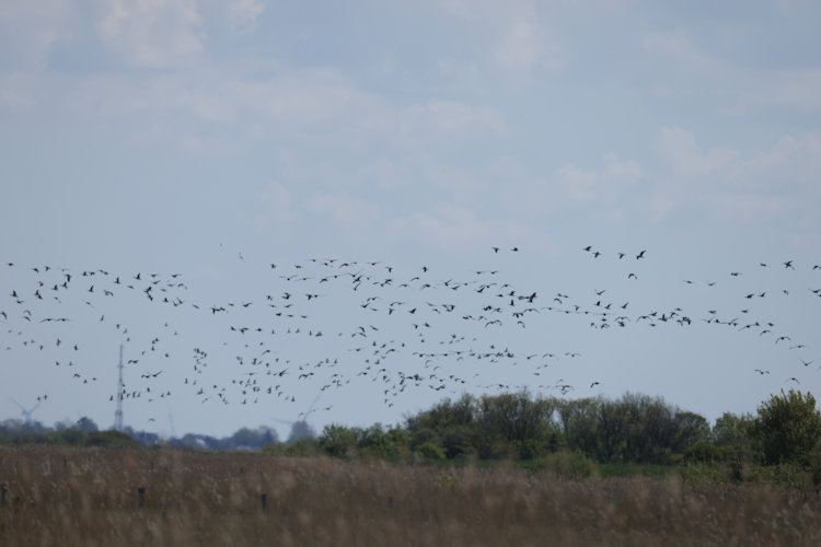Branta leucopsis: Bild 4