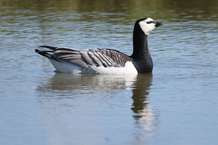 Branta leucopsis: Bild 7