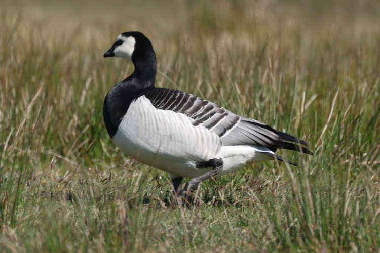 Branta leucopsis: Bild 10