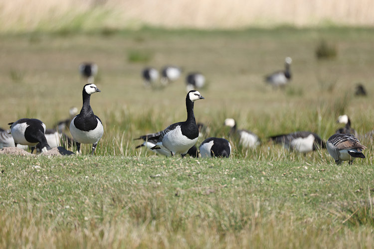 Branta leucopsis: Bild 12