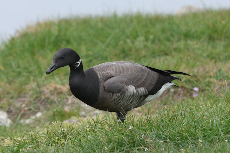 Branta bernicla: Bild 5