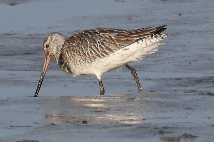 Limosa lapponica: Bild 2