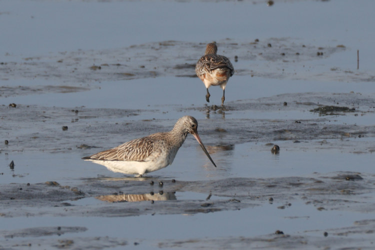 Limosa lapponica: Bild 4