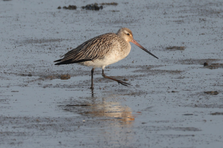 Limosa lapponica: Bild 9