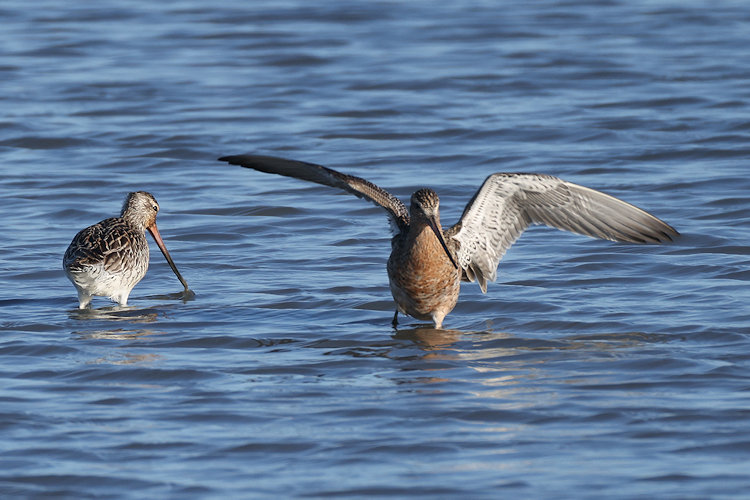 Limosa lapponica: Bild 27
