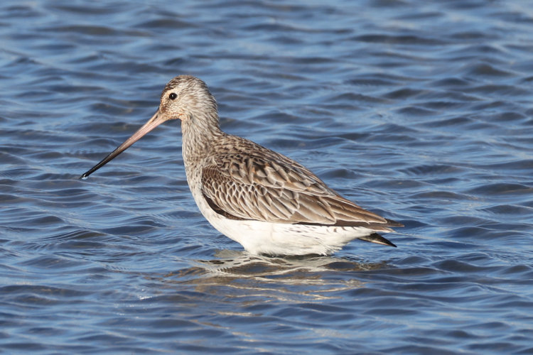 Limosa lapponica: Bild 31