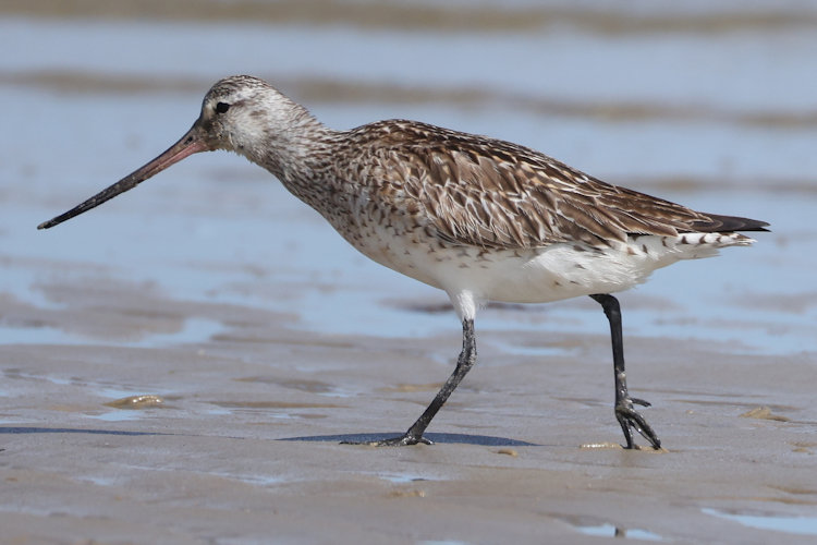 Limosa lapponica: Bild 33