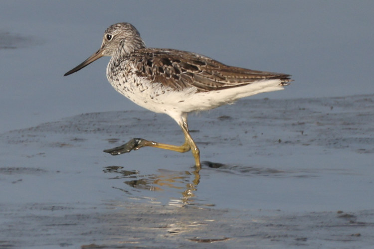 Tringa nebularia: Bild 2