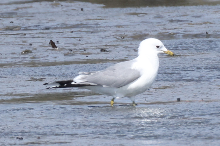 Larus canus: Bild 1